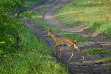 sarna na leśnej drodze © Piotrek J.