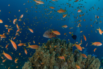 Obraz na płótnie Canvas Fish swim in the Red Sea, colorful fish, Eilat Israel 