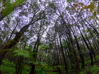 View of a dark forest during a rainy and cloudy day at Plaine Sophie Nature Park, Mauritius