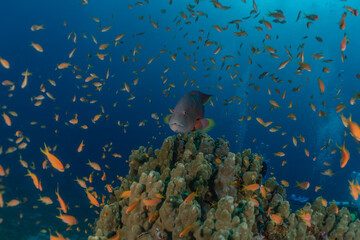 Fish swim in the Red Sea, colorful fish, Eilat Israel
