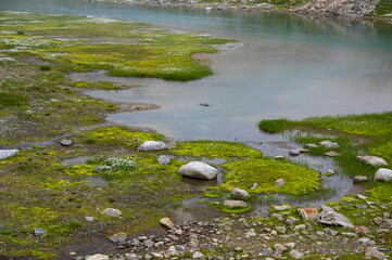 Fototapeta na wymiar mountain lake with cottongrass in Val Maighels, Surselva