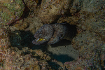Moray eel Mooray lycodontis undulatus in the Red Sea, Eilat Israel
