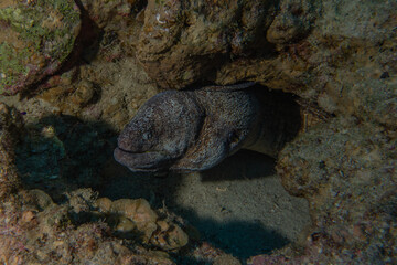 Moray eel Mooray lycodontis undulatus in the Red Sea, Eilat Israel
