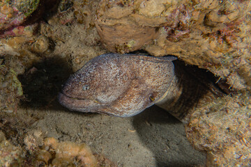 Moray eel Mooray lycodontis undulatus in the Red Sea, Eilat Israel
