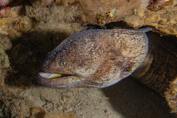 Moray eel Mooray lycodontis undulatus in the Red Sea, Eilat Israel
