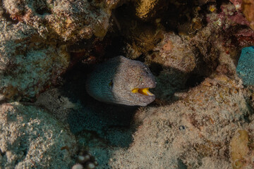 Moray eel Mooray lycodontis undulatus in the Red Sea, Eilat Israel
