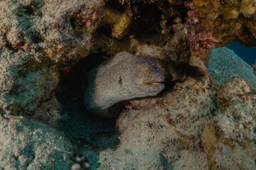 Obraz na płótnie Canvas Moray eel Mooray lycodontis undulatus in the Red Sea, Eilat Israel 
