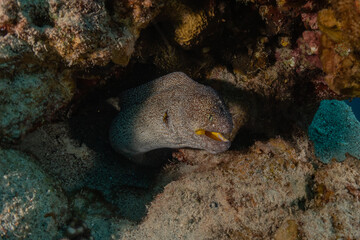 Moray eel Mooray lycodontis undulatus in the Red Sea, Eilat Israel
