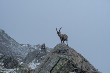 alpine ibex in snowfall in Ticino