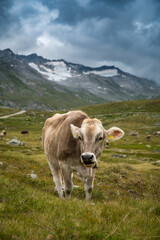 Fototapeta na wymiar portrait of a young cow in the swiss alps in Val Maighels, Surselva