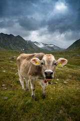 Fototapeta na wymiar portrait of a young cow in the swiss alps in Val Maighels, Surselva