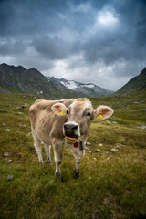 portrait of a young cow in the swiss alps in Val Maighels, Surselva