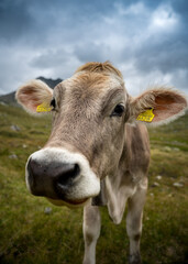 close-up of a brown young cow in the swiss alps in Val Maighels, Surselva