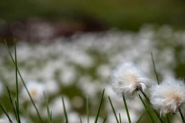 meadow full of alpine cottongrass in the Surselva