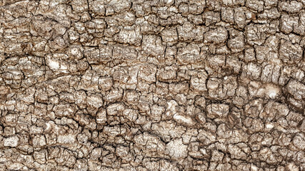 Brown texture of rugged relief fractured bark wood of aged cork oak. Old rough grunge of uneven ridged hard of dry crust surface. Deep cut grooved coated layer, convex ornate textured rustic design