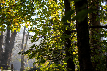 Obraz premium Sunlit autumn leaves