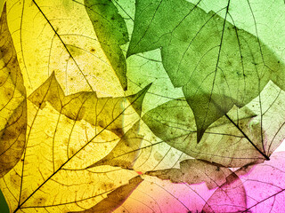 Naklejka na ściany i meble Transparent colored natural leaves, multicolor background