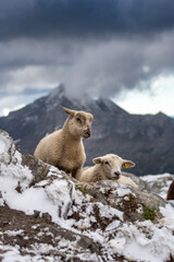 Naklejka premium two alpine lambs on a snow covered august morning in Piora, Ticino