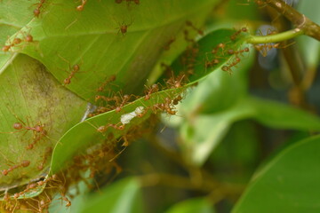 red ant climbing on nest in leaf on garden