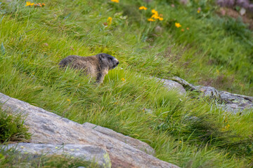 Alpine marmot (Marmota marmota) in Val Piora © schame87