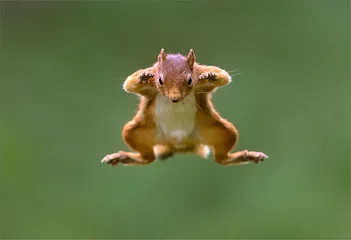 Zelfklevend Fotobehang Eekhoorn vliegende eekhoorn