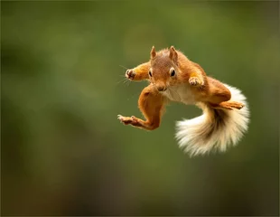 Foto auf Acrylglas Eichhörnchen Ein riesiger Sprung
