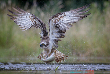 Osprey