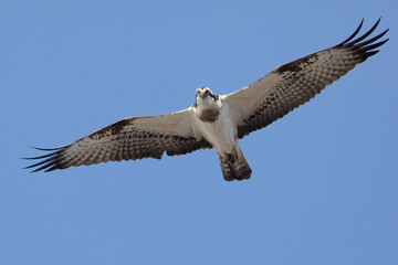 Osprey