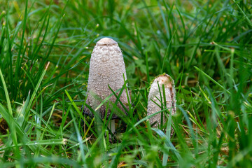 Silvarium - park leśny w Poczopku, Podlasie, Polska