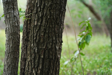 tree trunk in the forest