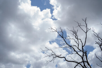 clouds and tree