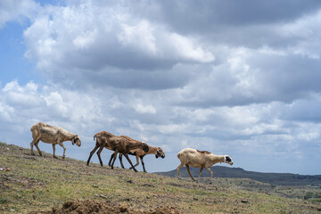 A photo from a village ground where sheep are roaming for the food 