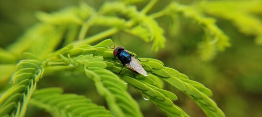 butterfly on a green grass
