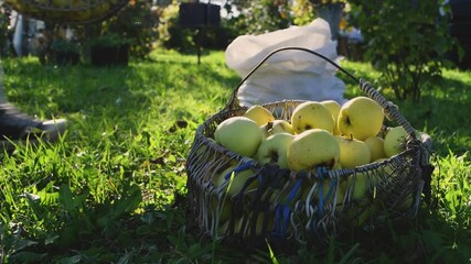 Man picking up yellow apples and pour in to bag from baskets during sunny late summer day and illuminated by sunset light