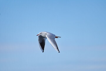 Mouette