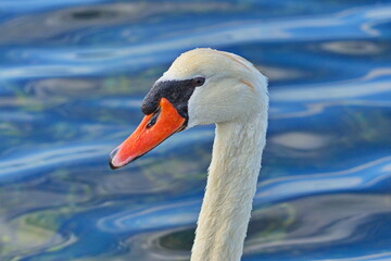 Fototapeta premium portrait de cygne tuberculé