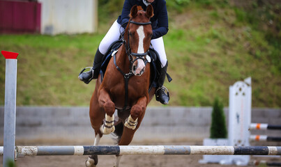 Jumping horse jumping over an obstacle, photographed from the front, focus on the horse's head..