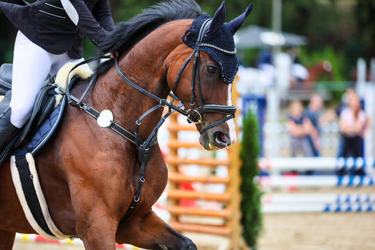 Jumping horse with rider in the jumping course, head portraits of horse with rider in the cut..