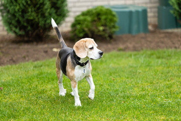 beagle dog in the garden
