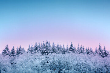 Christmas background with winter trees and colorful sky.