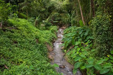 View landscape small cascade stream in jungle wild forest for thai people and foreign travelers travel visit rest relax in Baan Huay Nam Sai village valley hill of Suan Phueng in Ratchaburi, Thailand