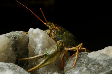 Living crayfish in water. Cancers
