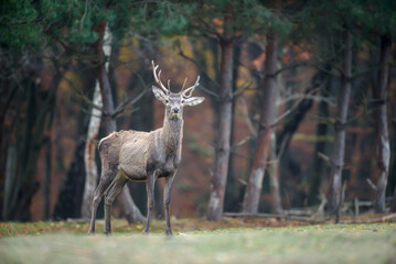 Naklejka na ściany i meble Red deer in autumn forest. Animal in nature habitat. Big mammal. Wildlife scene