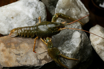 Living crayfish in water. Cancers