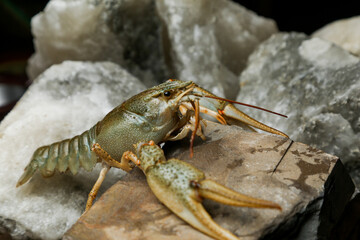 Living crayfish in water. Cancers