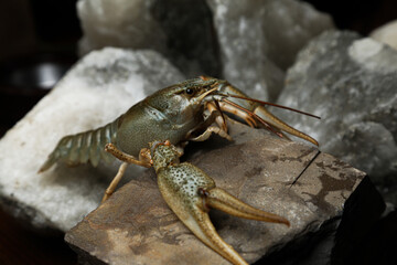Living crayfish in water. Cancers