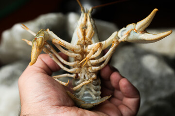 Living crayfish in water. Cancers