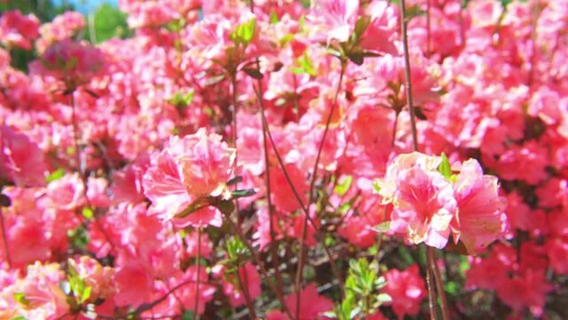 Macro closeup of pink rhododendron azalea flowers colorful on bush and leaves in garden park in Blue Ridge Mountains, Virginia parkway moving shaking with wind