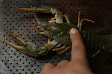 Living crayfish in water. Cancers