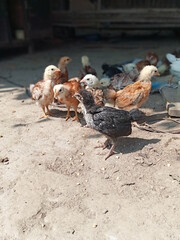 chickens in the farm